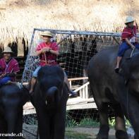 Thailand 2009 Chang Mai Elefant Camp 008.jpg